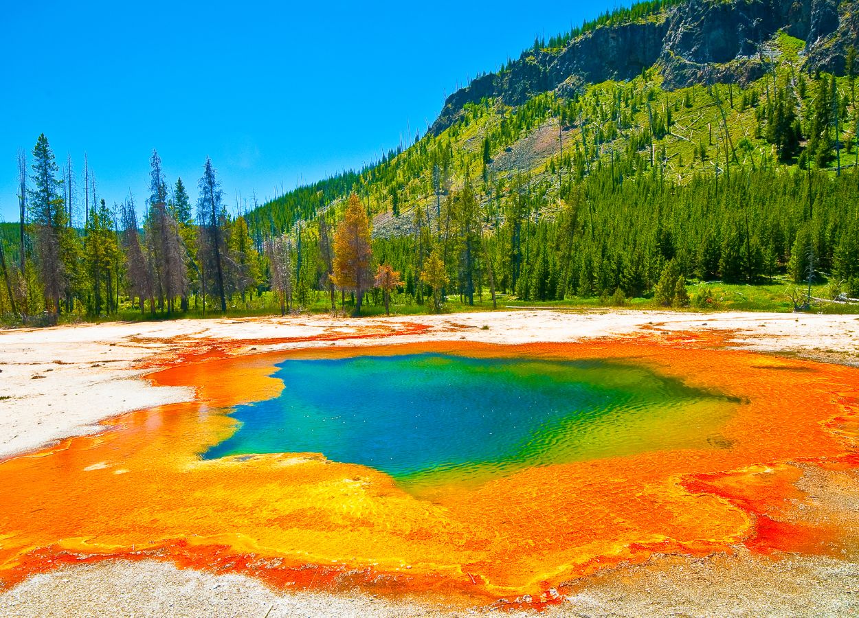 Yellowstone es otro éxito como rewilding